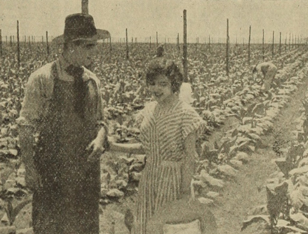 The Rose of Kentucky (1911) | www.vintoz.com